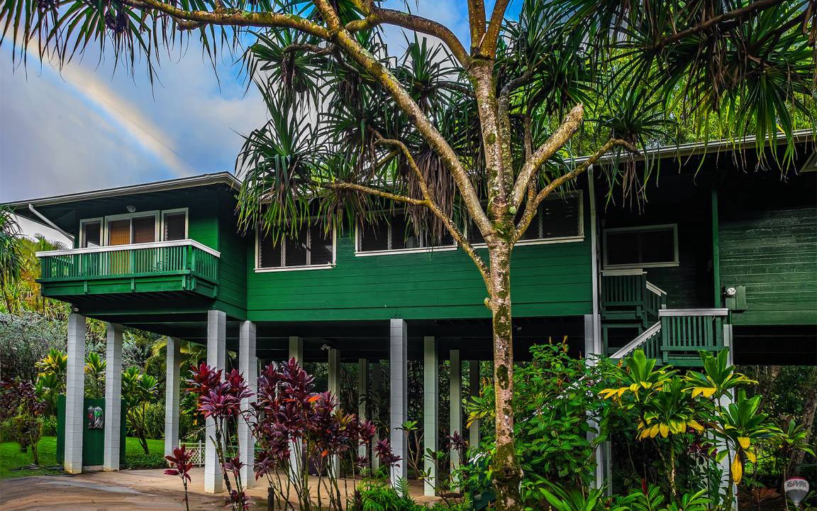 Kauai Tree | Wainiha