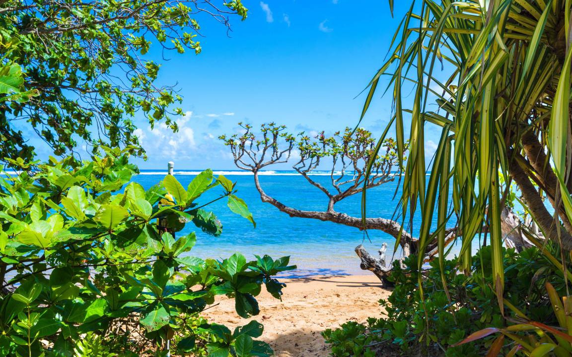 Kilauea Cottage | 158 m² Cabin ∙ 1 bedroom ∙ 4 guests