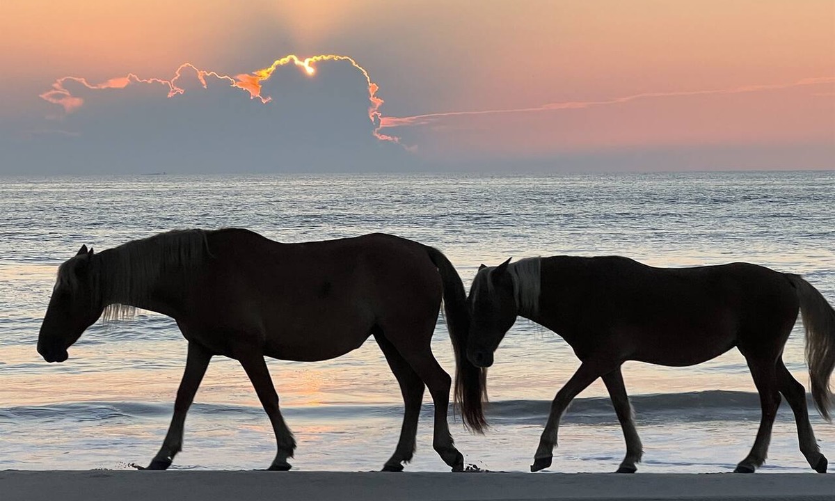 Carova Beach Apartment | 4x4 Corolla, Waterfront, Dock, Wild Horses, Kayak