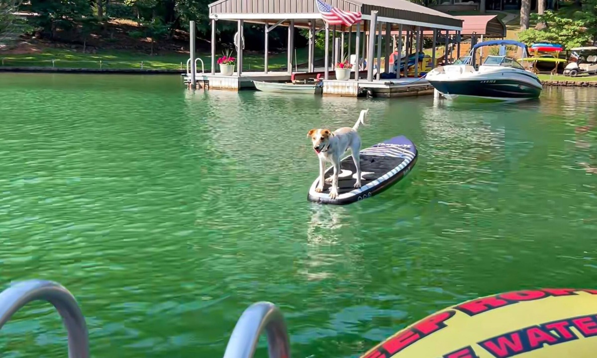 Huddleston House | Pawsitive Retreat - Pet Friendly home with enclosed yard, hot tub, 2 Kayaks, 2 SUPs & inflatables