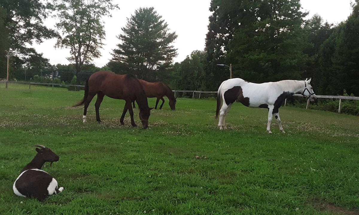 Morganton Other | Quiet, private, whole house, 4 bedroom, 2 bath, horse farm retreat. 2000 sq ft.