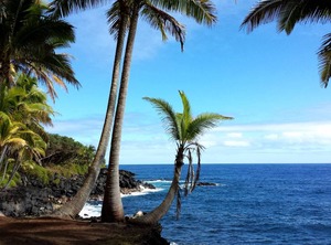 Ferns Frogs Forest Hale | Royal Hawaiian Estates