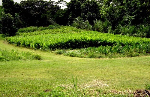 Kapoho Other | Accommodation ∙ 1 bedroom ∙ 6 guests