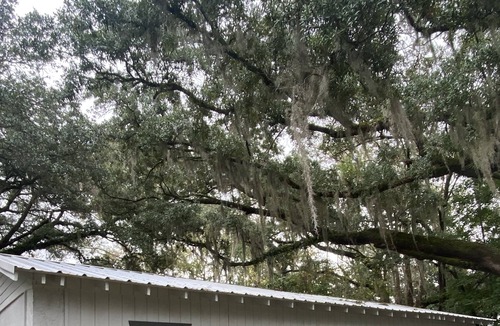 Olde Town Cottage | Bluffton Lodging surrounded by Lowcountry Landscape