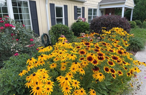 Chapel Hill House | Chapel Hill, 3 br, 2 ba, 1 car garage, fenced yard, fully furnished, monthly.