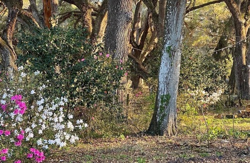 Williston House | Charming Farmhouse Nestled in Oak Forest 20 mins from Ocala