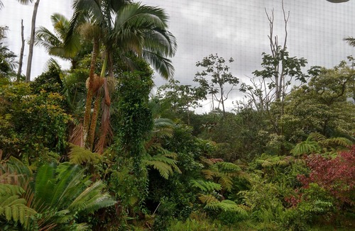 Leilani Estates House | Exceptional 10/10 Hosted Peaceful Forest Paradise, 2 acres, 1700 sq.ft.