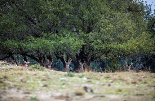 Meridian Other | Inclusive Texas Ranch Surrounded by Exotic Wildlife