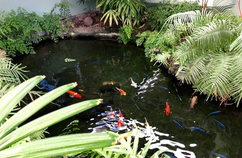 Kuulei Tract Cottage | Koi Palms 1 bedroom Cottage - Great location! 5 Minute Walk to Kailua Beach!