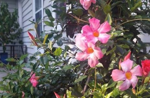 Newport News Apartment | Newport News Captain's Cabin