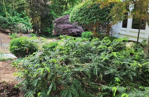 North Buckhead House | Quiet Buckhead Tranquil Retreat, with Magnificent Garden.