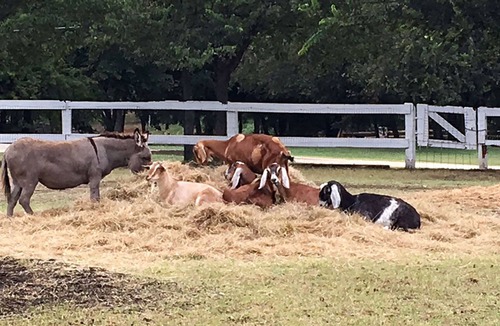 Glen Rose Cabin | Saddle House cabin. Near DINO tracks! River access. Barnyard.
