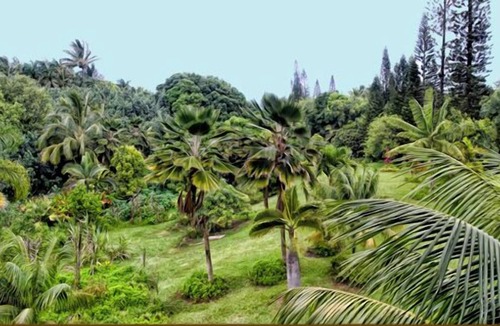 Huelo Ski Chalet | Scandinavian Chalet, Ocean View, Tropical, Entire Home, King, Jacuzzi, Permited