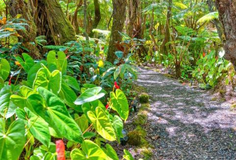 Volcano Hotel | The Pacifica Inn