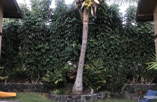 Historic Kailua Village Apartment | The Surf Hideaway is walking distance to everything Kona