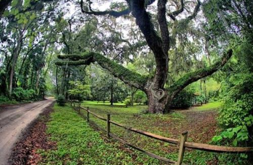Olde Town House | Treehouse at BootLegger Cove