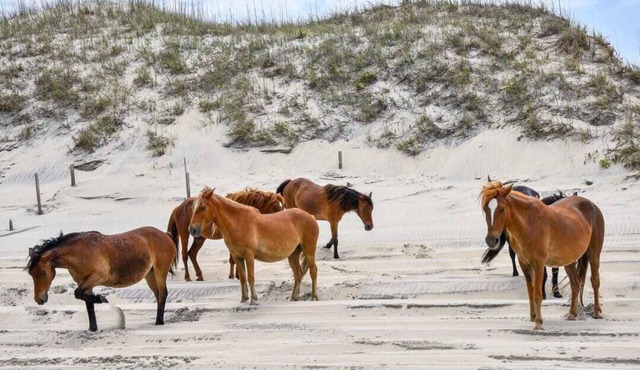 June weeks deeply discountedOcean view 4x4 Wild Horses Pet Friendly
