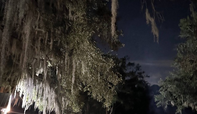 Lake Front Cottage under the Oaks.