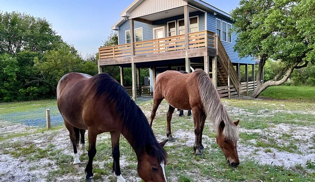 ManeStay Modern Coastal Beach Cottage, where wild horses roam free!