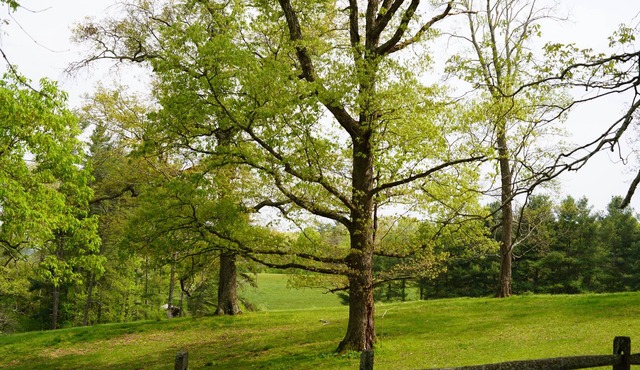 Tilt'n B Farm, Bunkhouse, on 75 acres! Views, Horses, Tennis, Trails, & Fire Pit