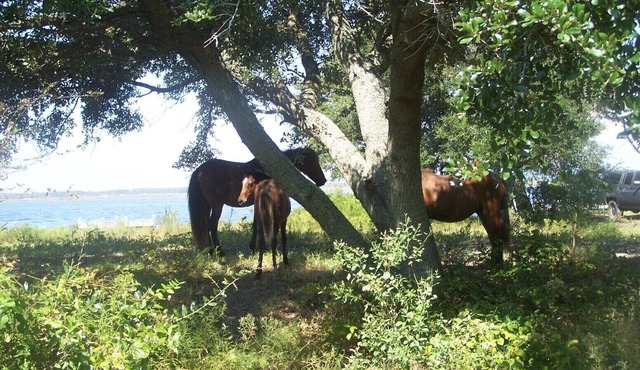 Waterfront Cottage Nestled in a Secluded Wild Horse 4 ~WD~ Area