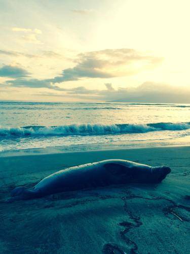 Photo of Others in Paia