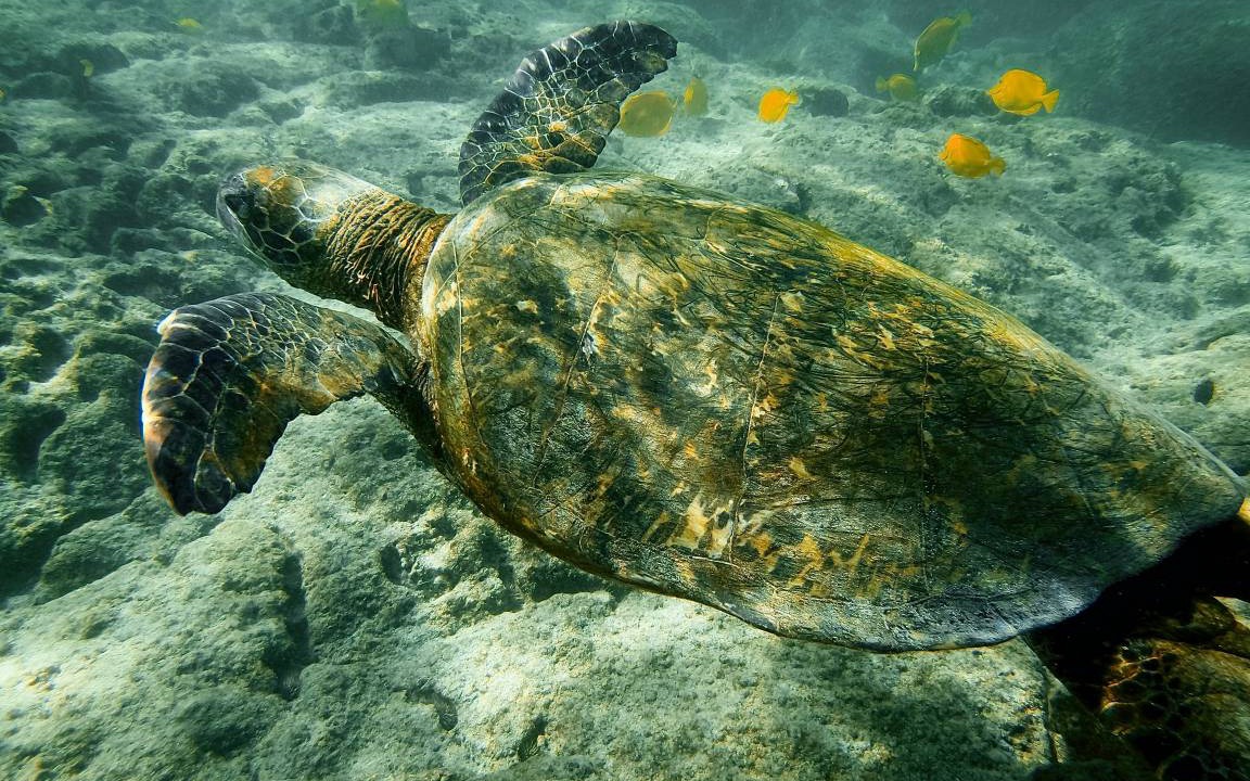 Photo of Others in Kahaluu-Keauhou
