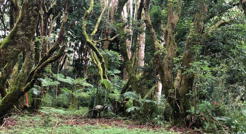 Photo of Others in Hilo
