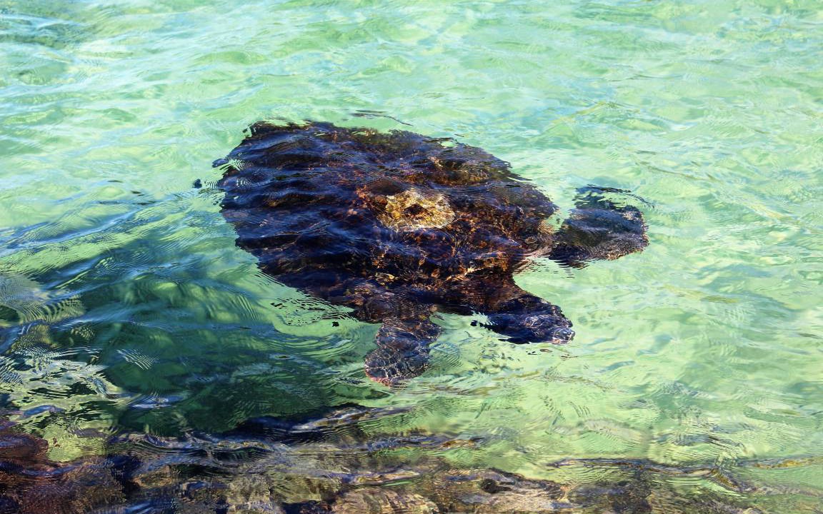 Photo of Others in Hilo