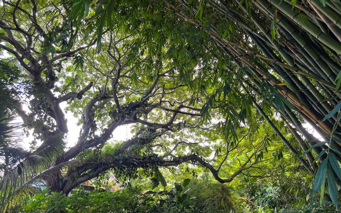 Photo of Others in Kealakekua