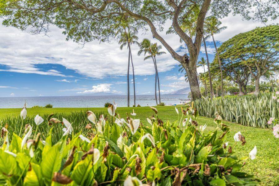 Photo of Others in Wailea
