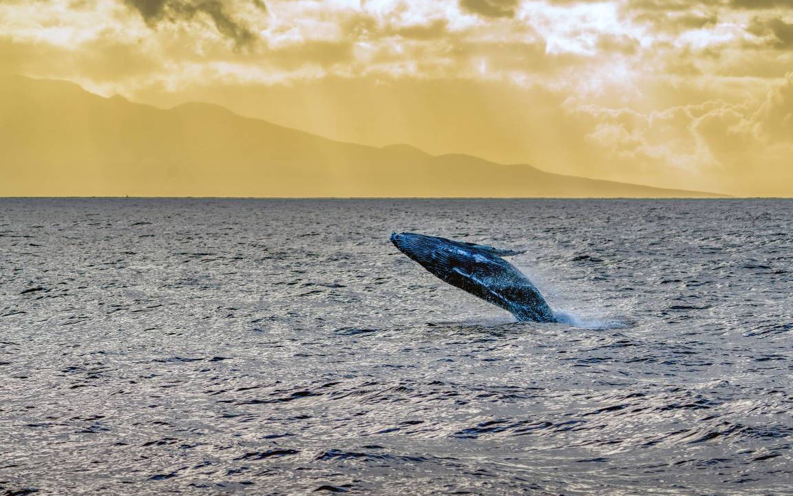 Photo of Others in Maalaea