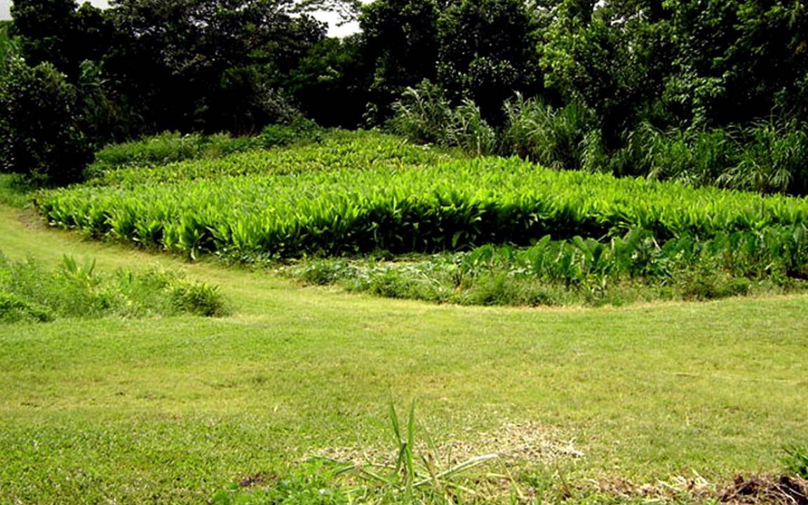Photo of Others in Kapoho