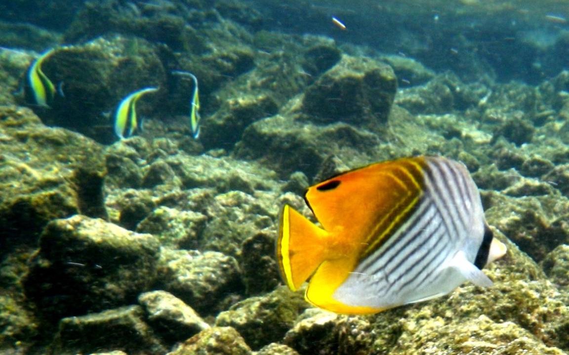 Photo of Others in Kehena Beach Estates