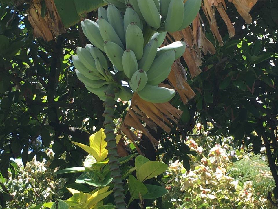 Photo of Others in Wailua