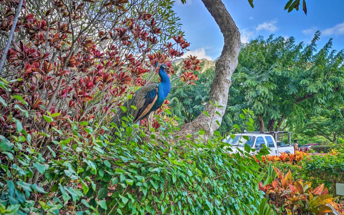 Photo of Others in Makaha