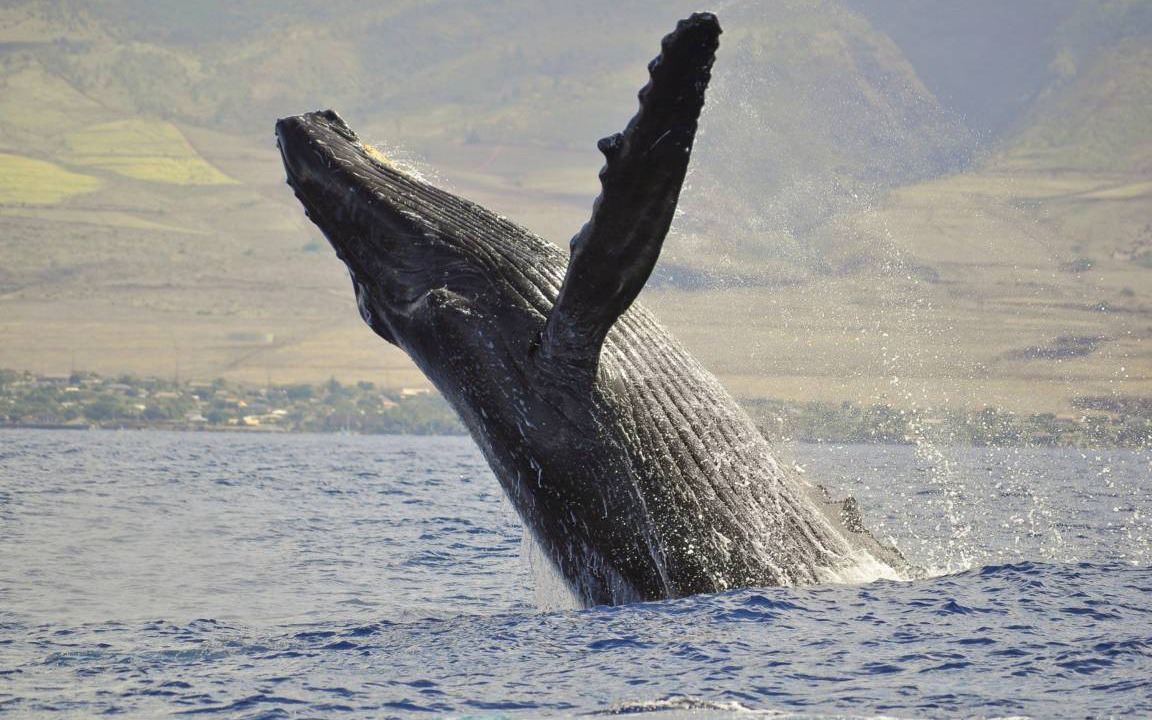 Photo of Others in Kihei