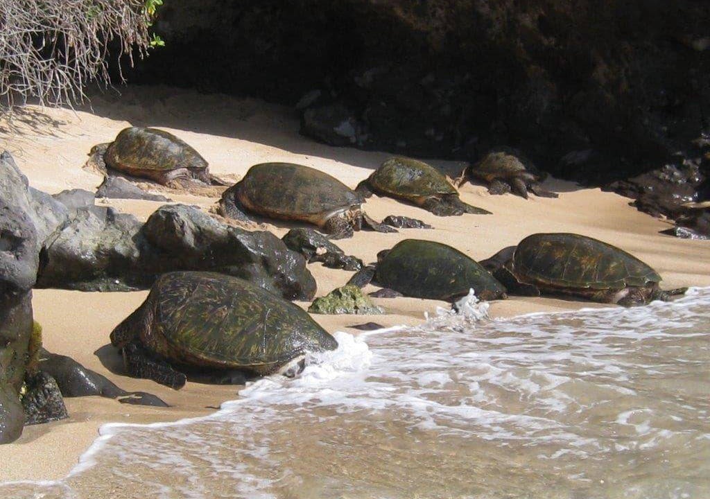 Photo of Others in Napili