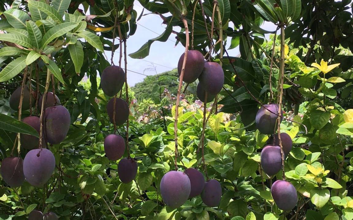Photo of Others in Wailua