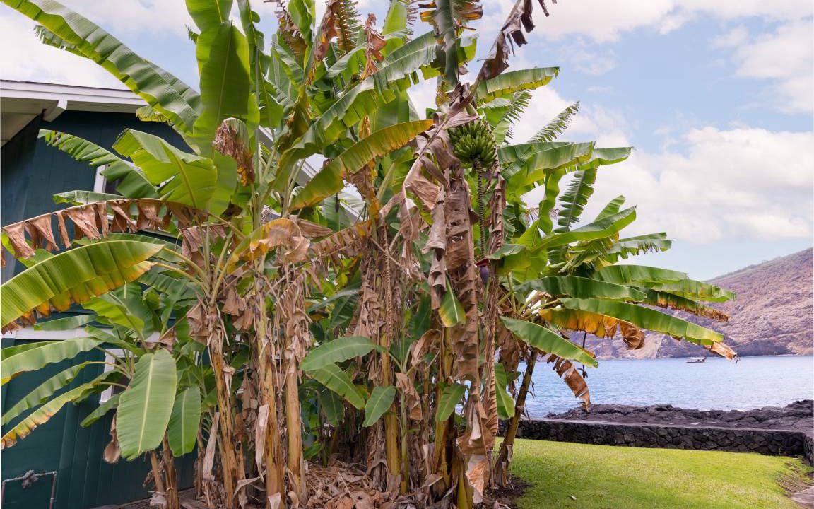 Photo of Others in Honaunau-Napoopoo