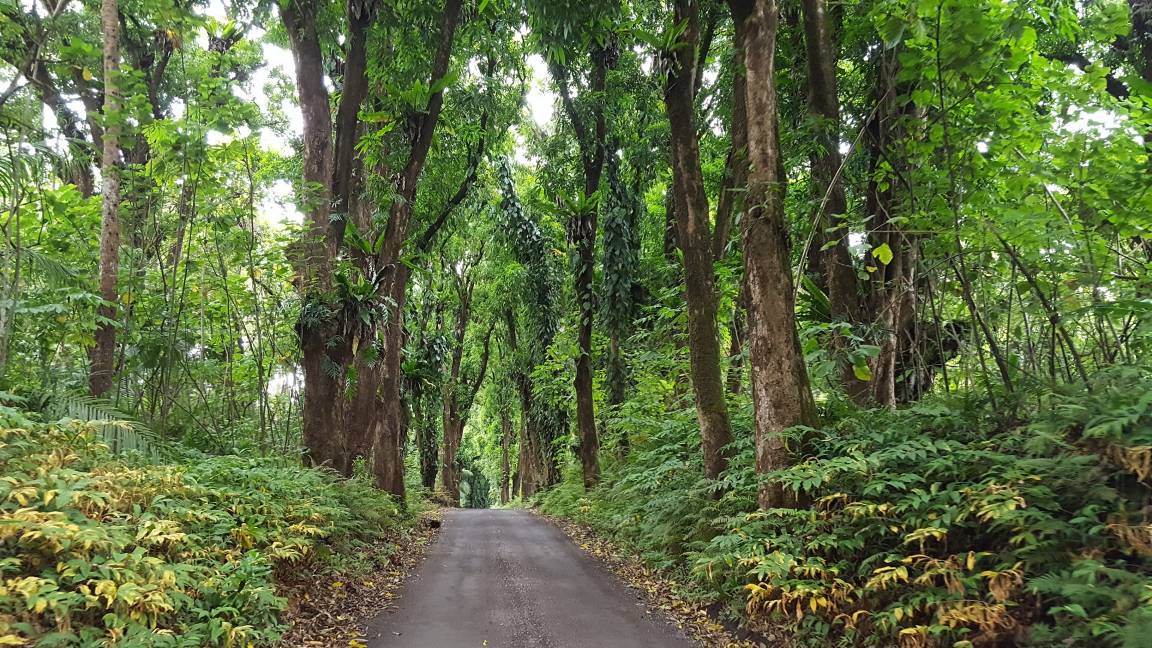 Photo of Outdoor in Royal Hawaiian Estates