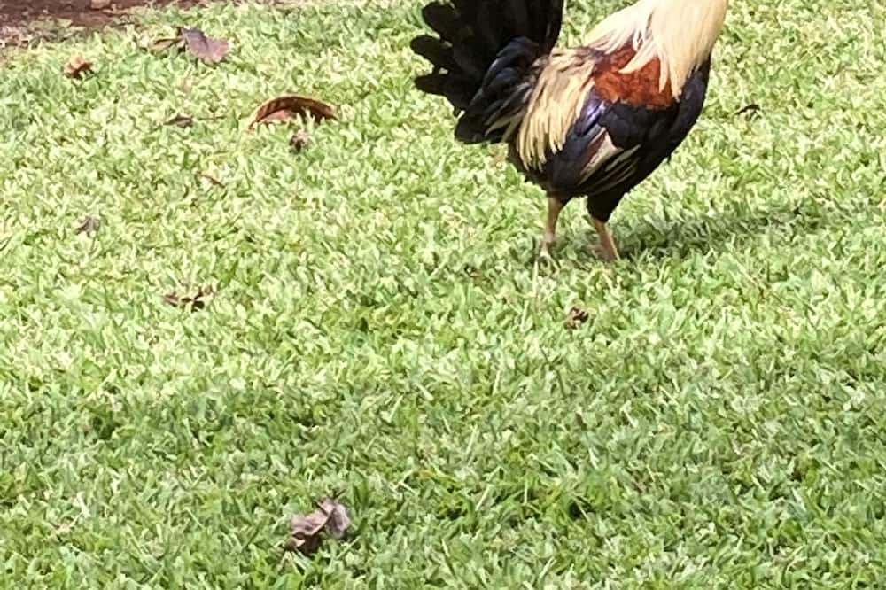 Photo of Outdoor in Kapalua