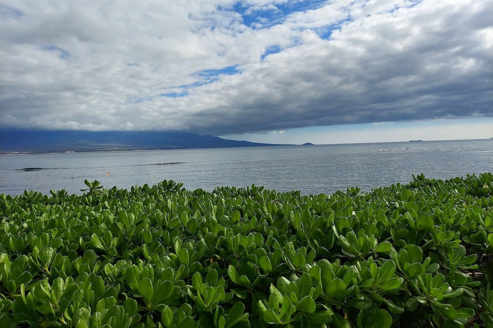 Photo of Others in Maalaea