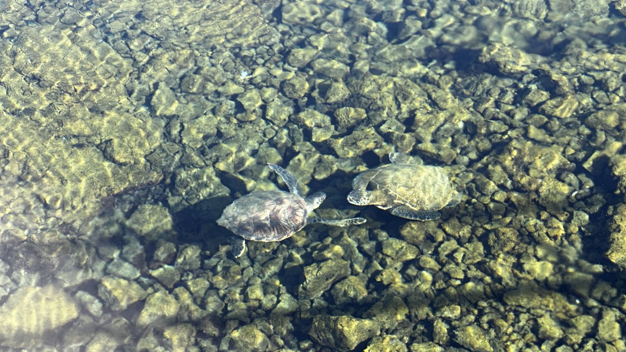Photo of Others in Hilo