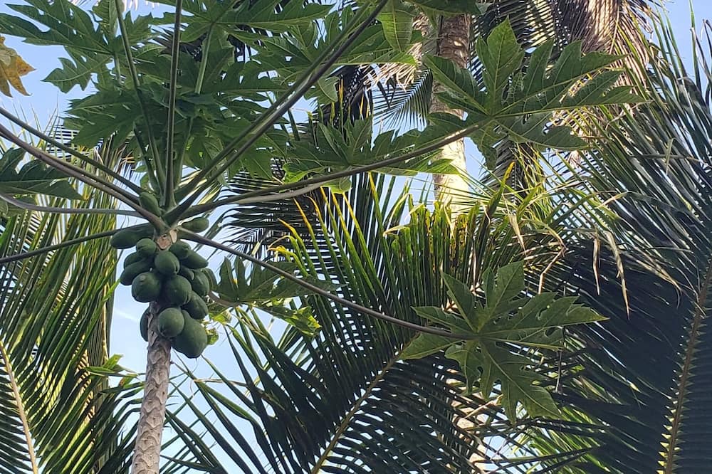 Photo of Outdoor in Kapoho