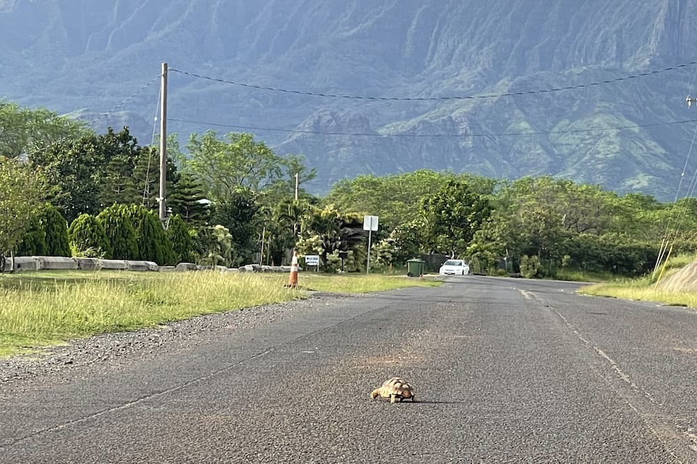 Photo of Outdoor in Waianae