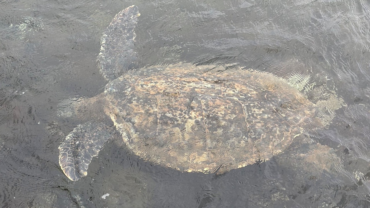 Photo of Others in Maalaea
