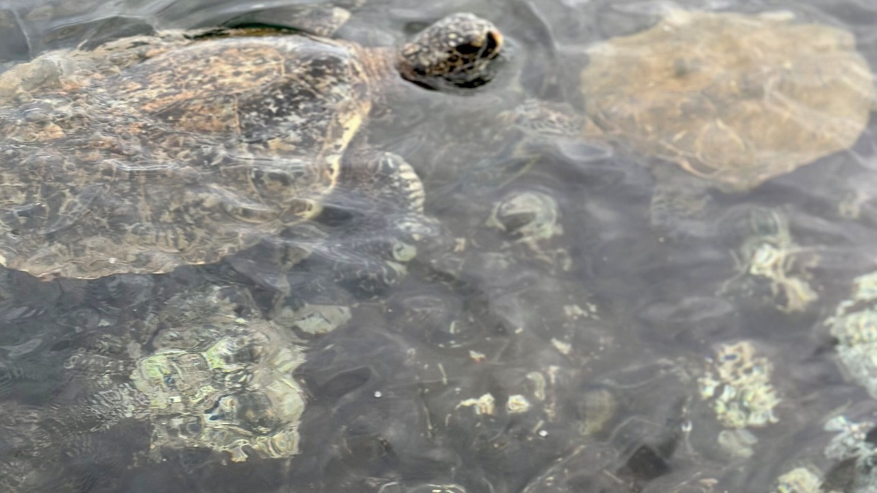 Photo of Others in Maalaea