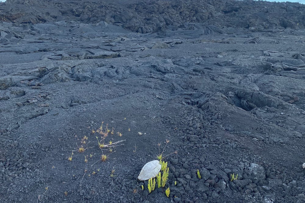 Photo of Others in Kapoho