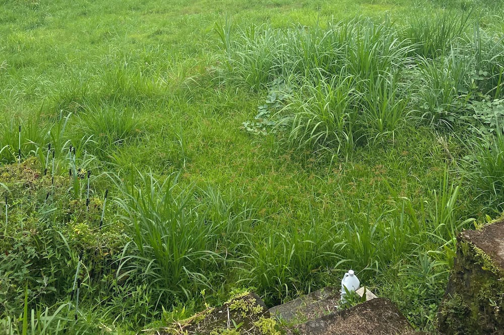 Photo of Outdoor in Kapoho